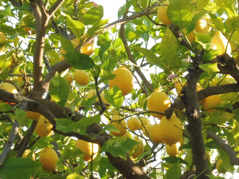 Le Barroux, Mas de la Lause, albero di limoni