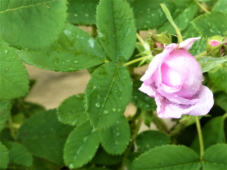 500 specie di rose nei giardini di Valsaintes.JPG