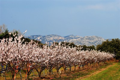 Alpilles, ciliegi in fiore © Silvia C. Turrin