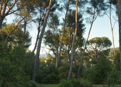 Attrapp’Rêves - La pineta di Allauch