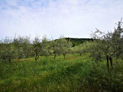 Bastide du Laval, la coltivazione biologica degli ulivi