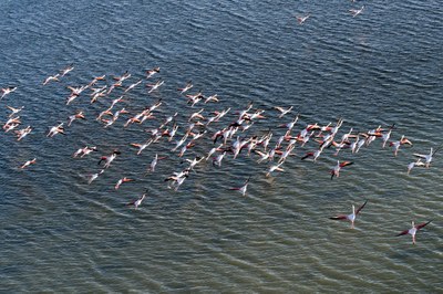 Camargue, fenicotteri in volo sull'acqua © Lionel-Roux