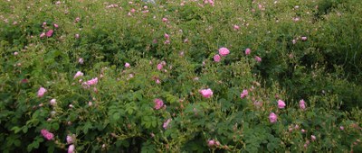 Campo di rose Centifolia - Foto: © OT Grasse