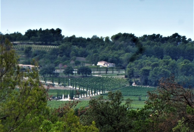 Château de Mille, le vigne tra i boschi