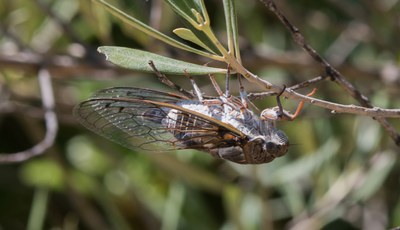 Cicala appesa a un ramo - Foto: © Wikipedia