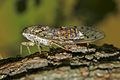 Cicala: cicada orni - Foto: © Wikipedia