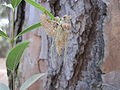 Cicala uscita da involucro ninfale - Foto: © Wikipedia