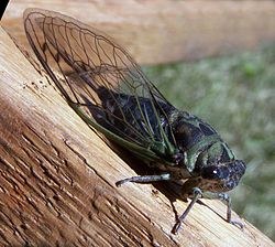 Cicala - Foto: © Wikipedia