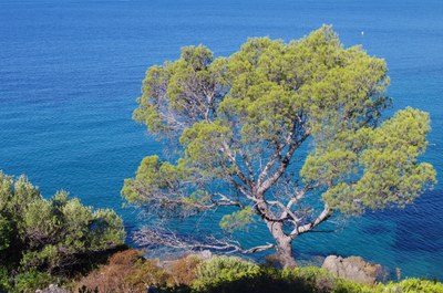 Costa del Mediterraneo francese