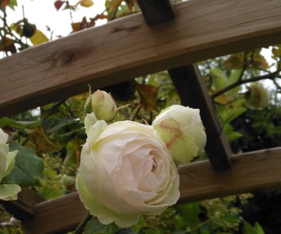 Domaine de l'Aufrêne, le rose bianche
