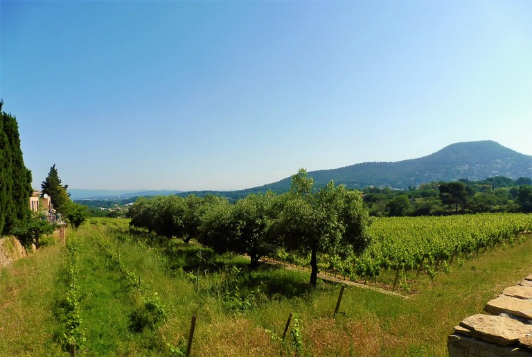 Domaine La Navicelle, vista sulle vigne
