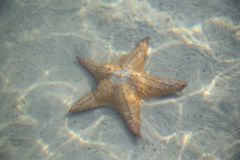 Fauna marina del Mediterraneo, la stella di mare