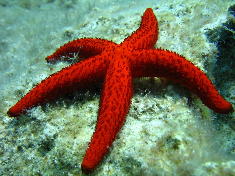 Fauna marina del Mediterraneo, la stella marina
