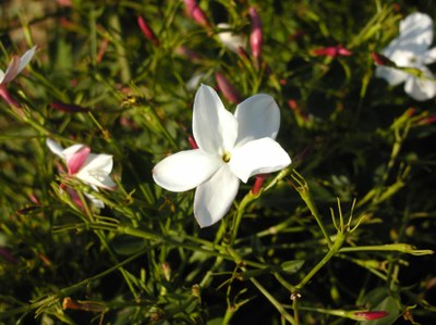 Fiore di gelsomino - Foto: © OT Grasse