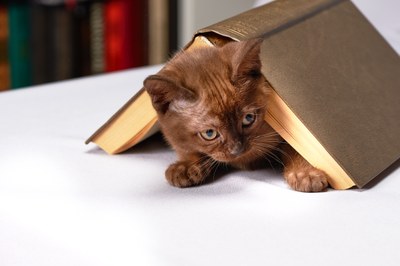 Gatti in cerca di un rifugio tra i libri