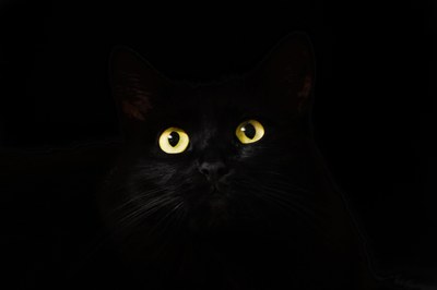 Gli occhi del gatto