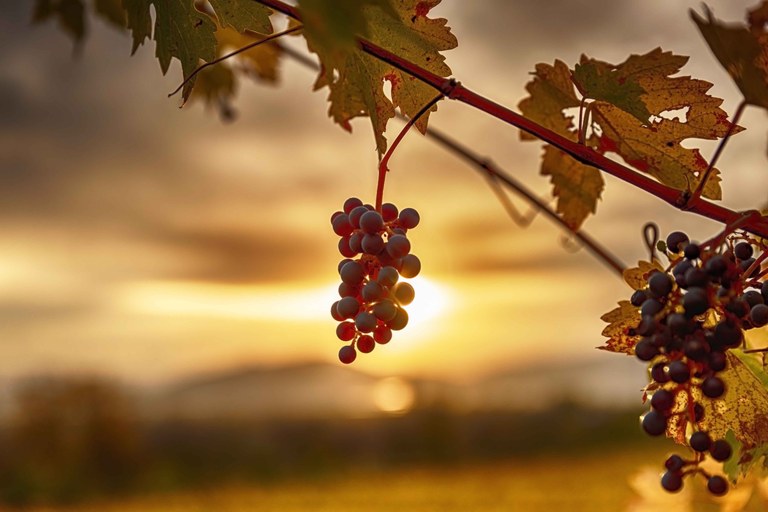 Grappoli d'uva al tramonto