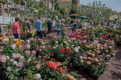 Grasse, mercato delle rose - Foto: © OT Grasse