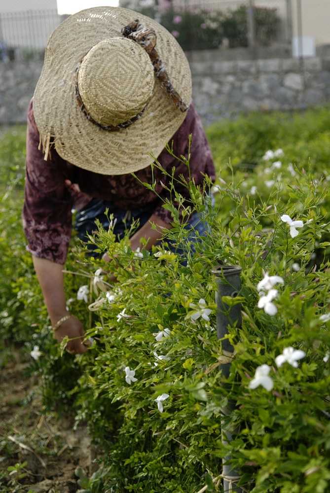 Grasse, raccolta dei fiori - Foto © Antoine e Marta Konopka - OT Grasse