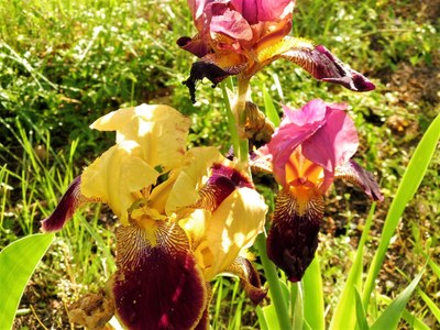 Iris nei giardini di Valsaintes