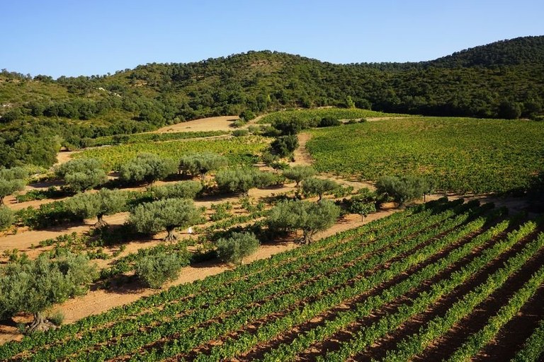 La Londe Les Maures, vista aerea delle vigne © Office de tourisme MPM