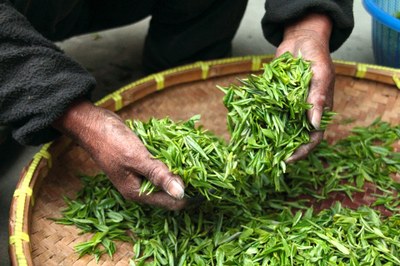 Le foglie di tè appena raccolte