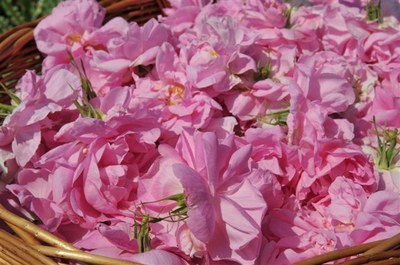 Rose di maggio in una cesta - Foto: © C. Barbiero capap 2