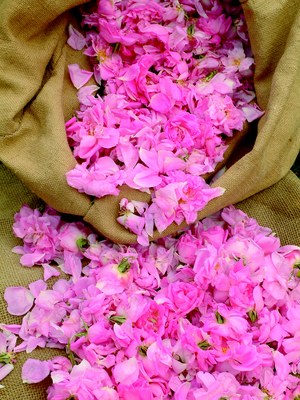 Rose raccolte per la prduzione del profumo - Foto: © Parfumerie Galimard