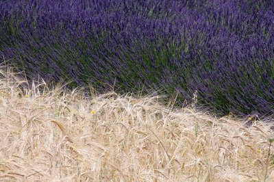 Spighe di grano e fiori di lavanda nei pressi di Valensole © Gianni Ottonello