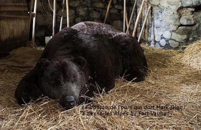 Viapac, L’orso che dorme. di Mark Dion © Alpes-de-Haute-Provence Tourisme