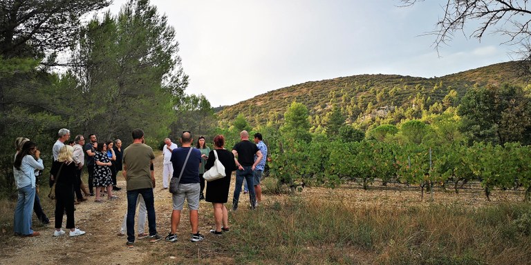 Visita guidata alle vigne del Domaine de Fontenille, Lauris