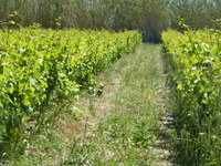 Mas de Valériole - La vigna