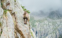 Incontri ravvicinati nel Parco del Mercantour - Crédits Agence média H265 - OTMNCA
