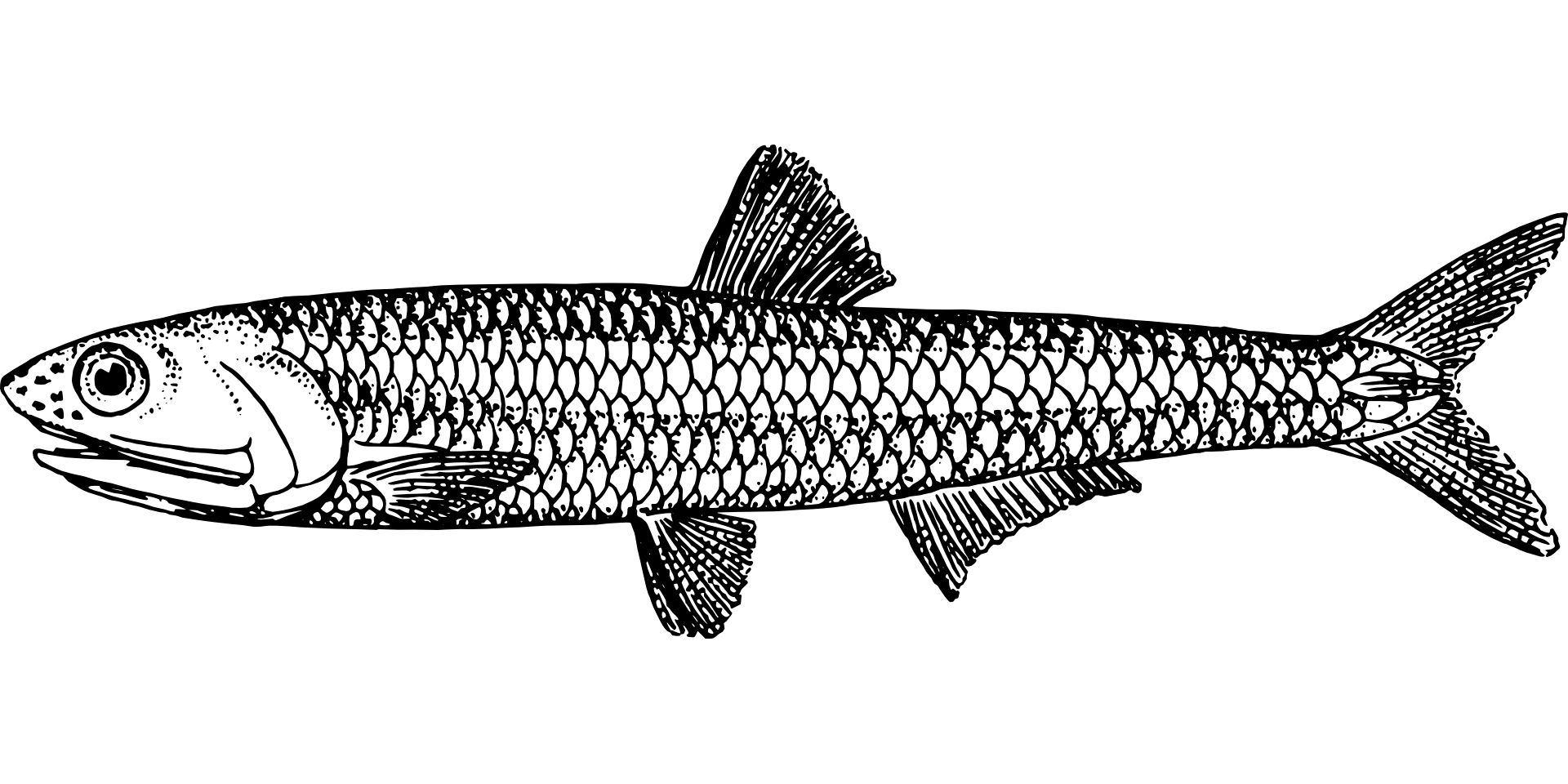 Acciuga