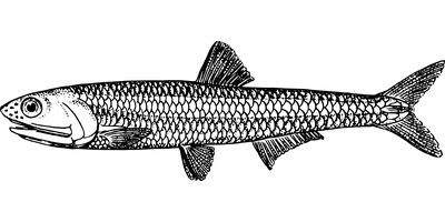 Acciuga