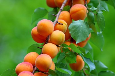 Albicocche delle Baronnies, buccia rosata e un po' lentigginosa