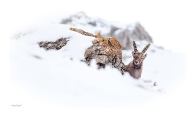 Alpi del Sud, fauna @ Emmanuel Sauvageot