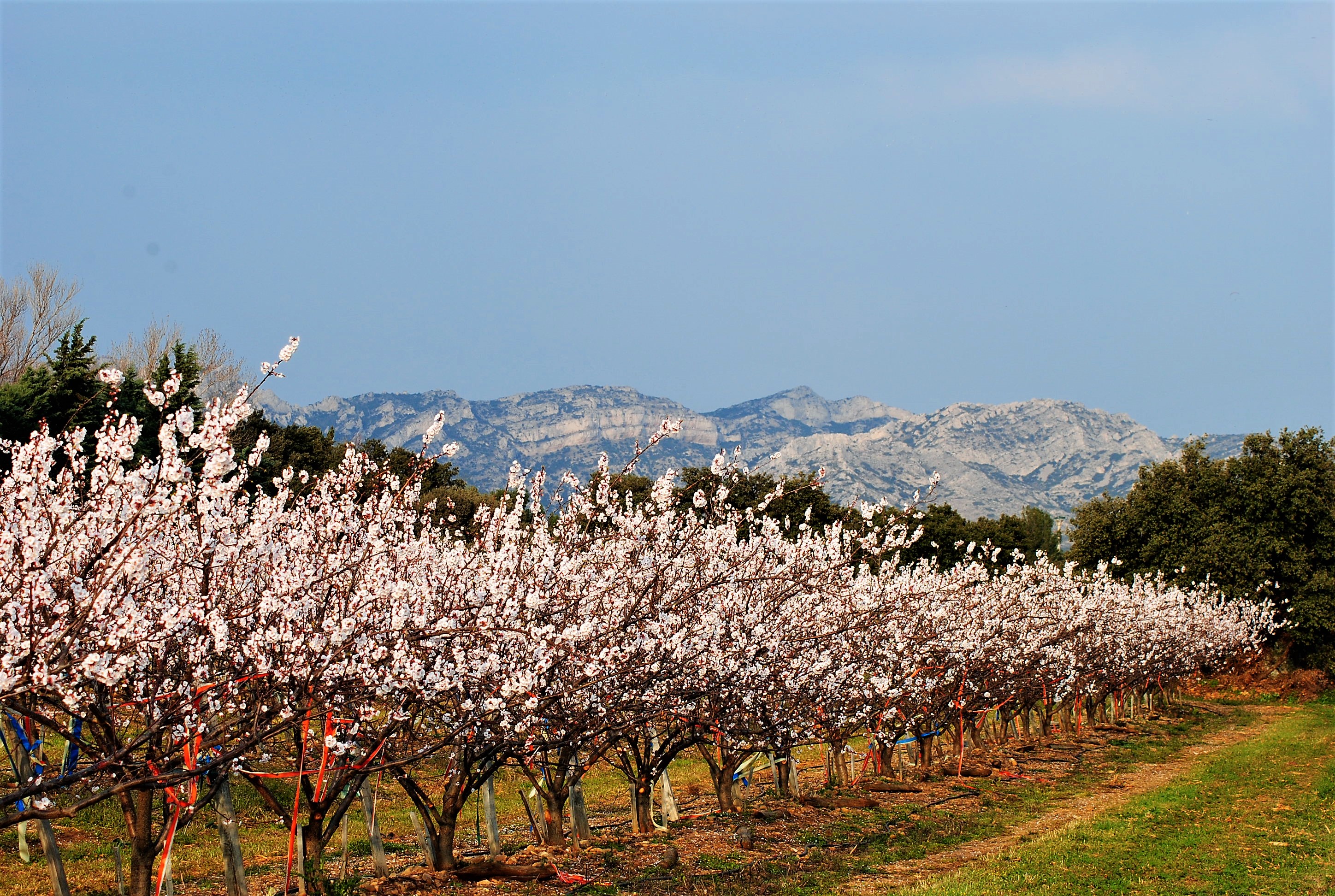 Alpilles, ciliegi in fiore © Silvia C. Turrin