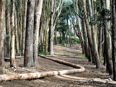 Andy Goldsworthy, Wood line