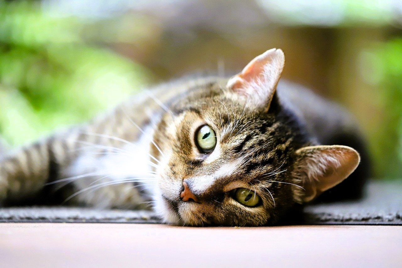 Aspettando le coccole