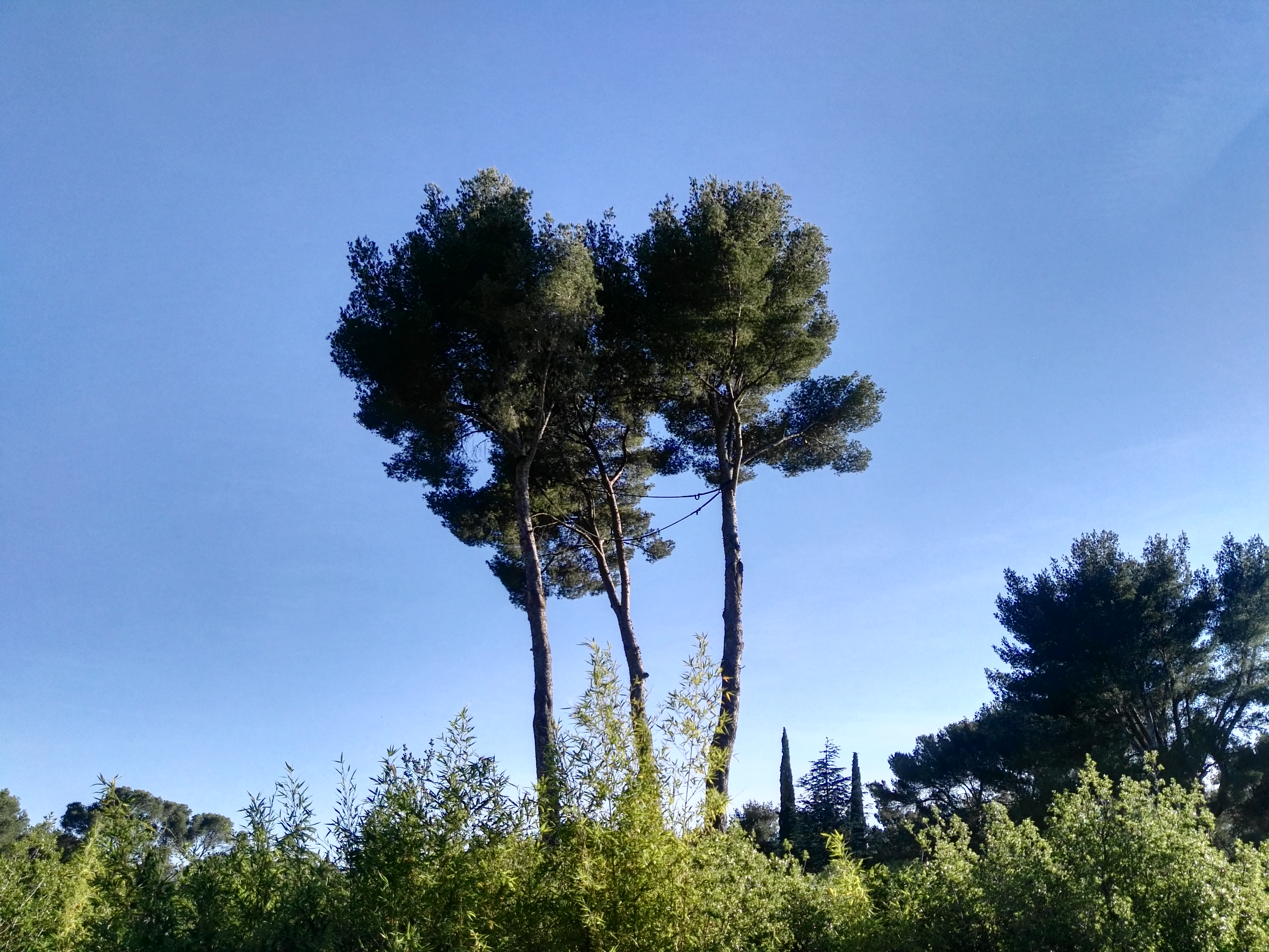 Attrapp’Rêves - La natura intorno alle  bolle