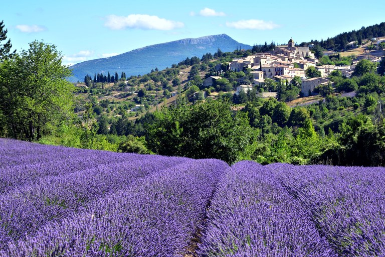 Aurel e campo di lavanda in primo piano – Autore immagine Eric Bauer