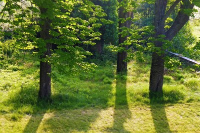 Bastide de l'Adrech, gli alberi secolari