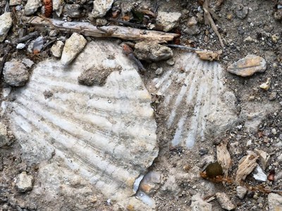 Bastide du Laval, fossili lungo il sentiero degli ulivi