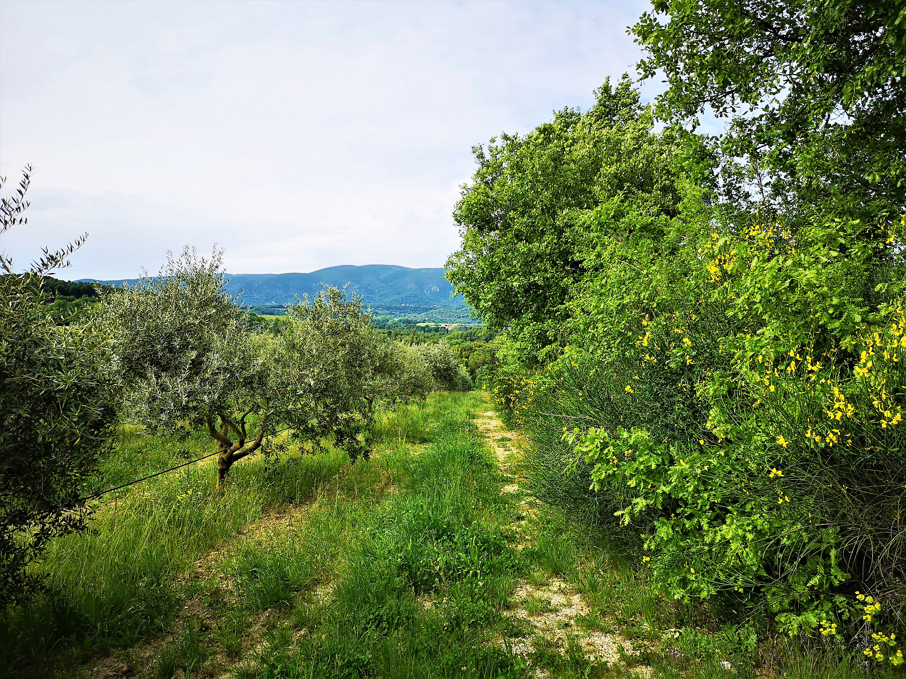 Bastide du Laval, lungo il sentiero degli ulivi