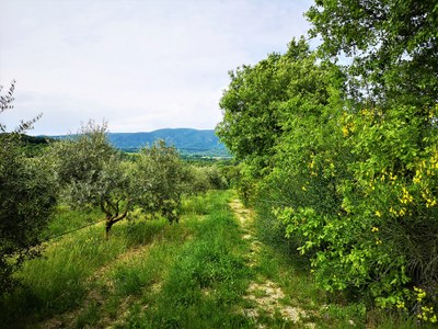 Bastide du Laval, lungo il sentiero degli ulivi