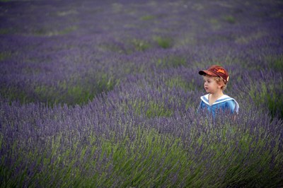 Bimbo tra i fiori di lavanda a Valensole © Gianni Ottonello