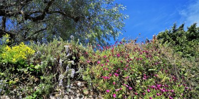 Biot Village, la vegetazione, scorcio