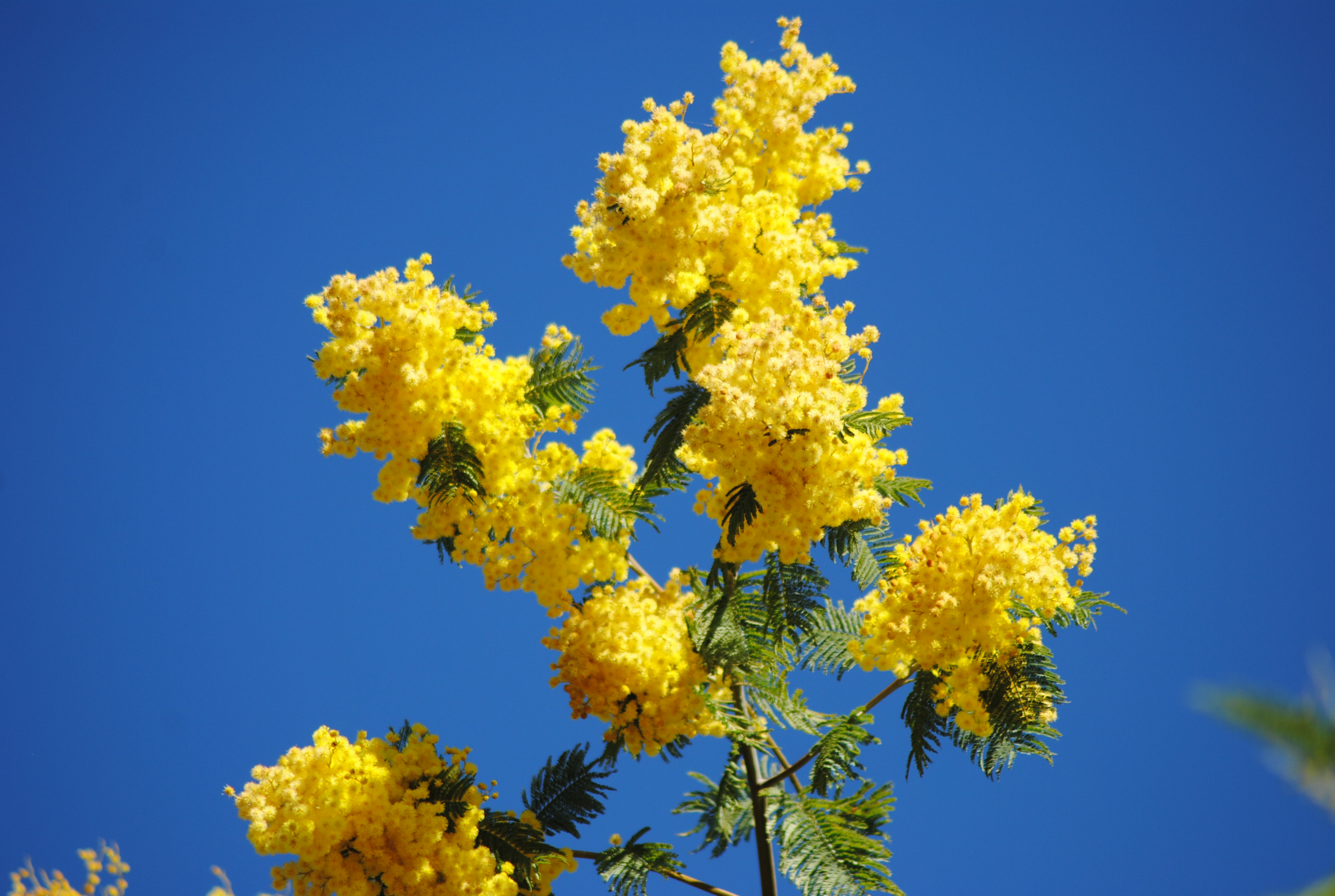 Bormes-les-Mimosas © Silvia C. Turrin