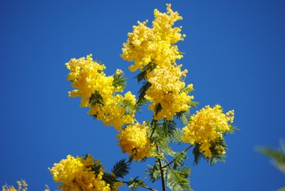 Bormes-les-Mimosas © Silvia C. Turrin